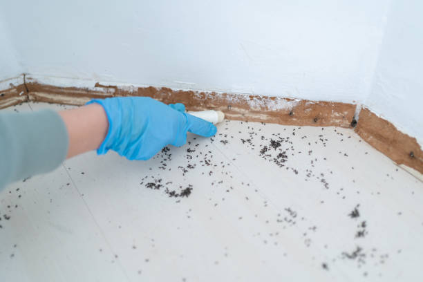 Best Pest Removal Services  in Kittery Point, ME